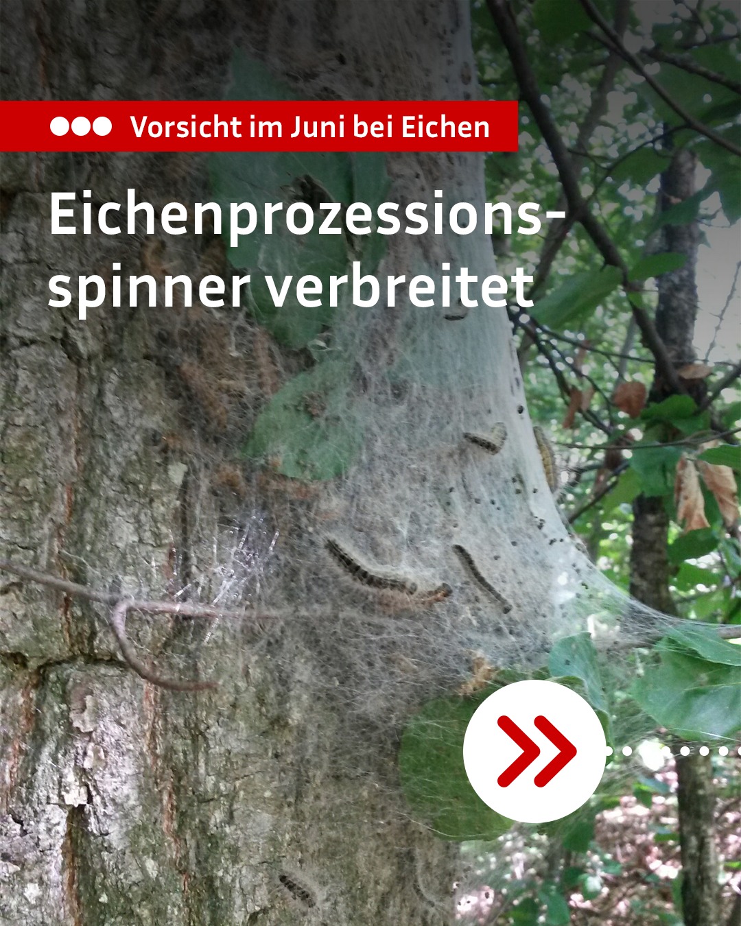 Roter Balken mit Text „Vorsicht im Juni bei Eichen“ und darunter „Eichenprozessionsspinner verbreitet“. Im Hintergrund Baumstamm mit Gespinst und Raupen, rechts unten weißer Kreis mit rotem Pfeil nach rechts. (KI-Alternativtext)
