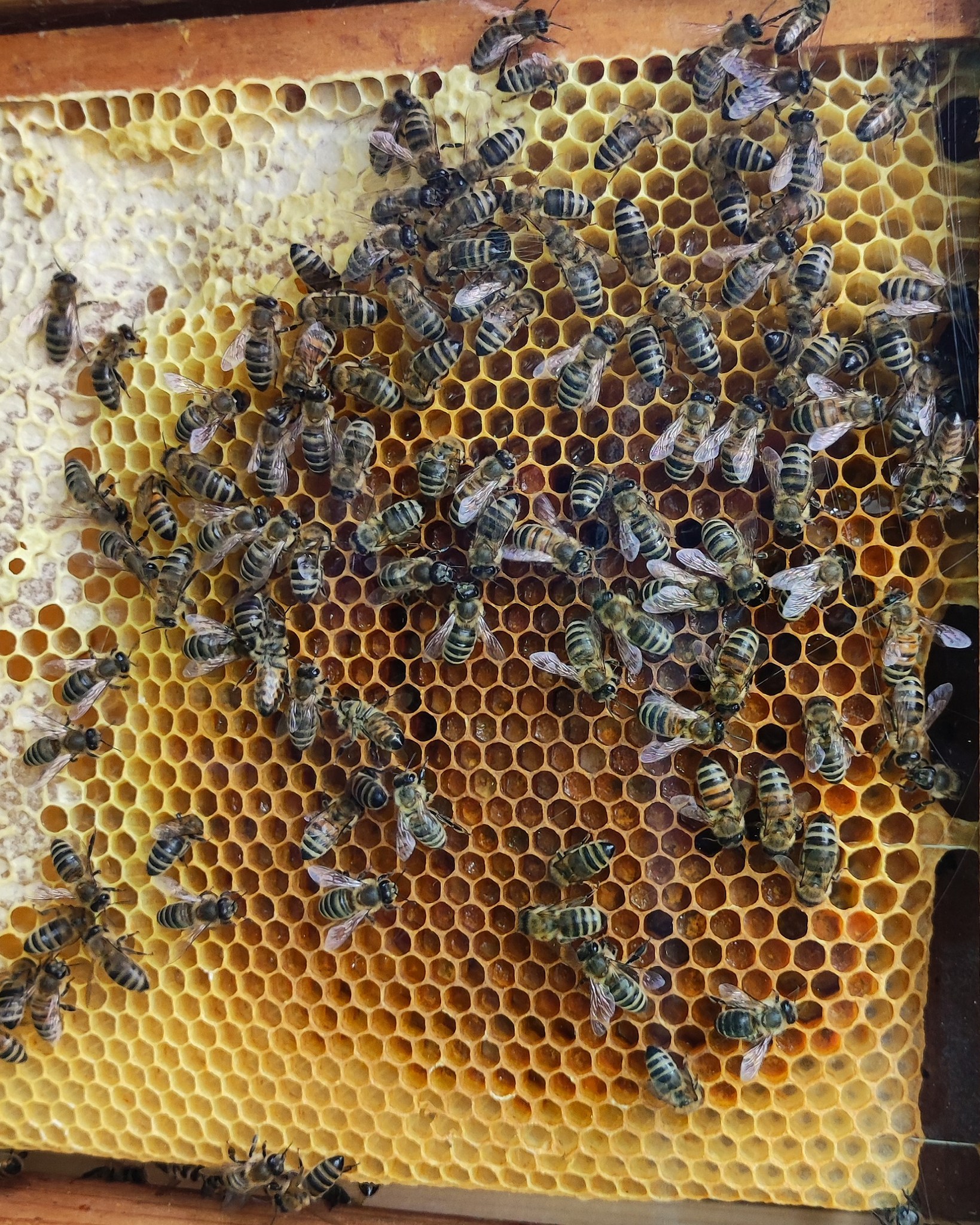 Dieser Alternativtext wurde KI-generiert: Eine Nahaufnahme zeigt eine sechseckige Wabenstruktur, die mit vielen Insekten bedeckt ist. Die Waben sind gelb und goldfarben.