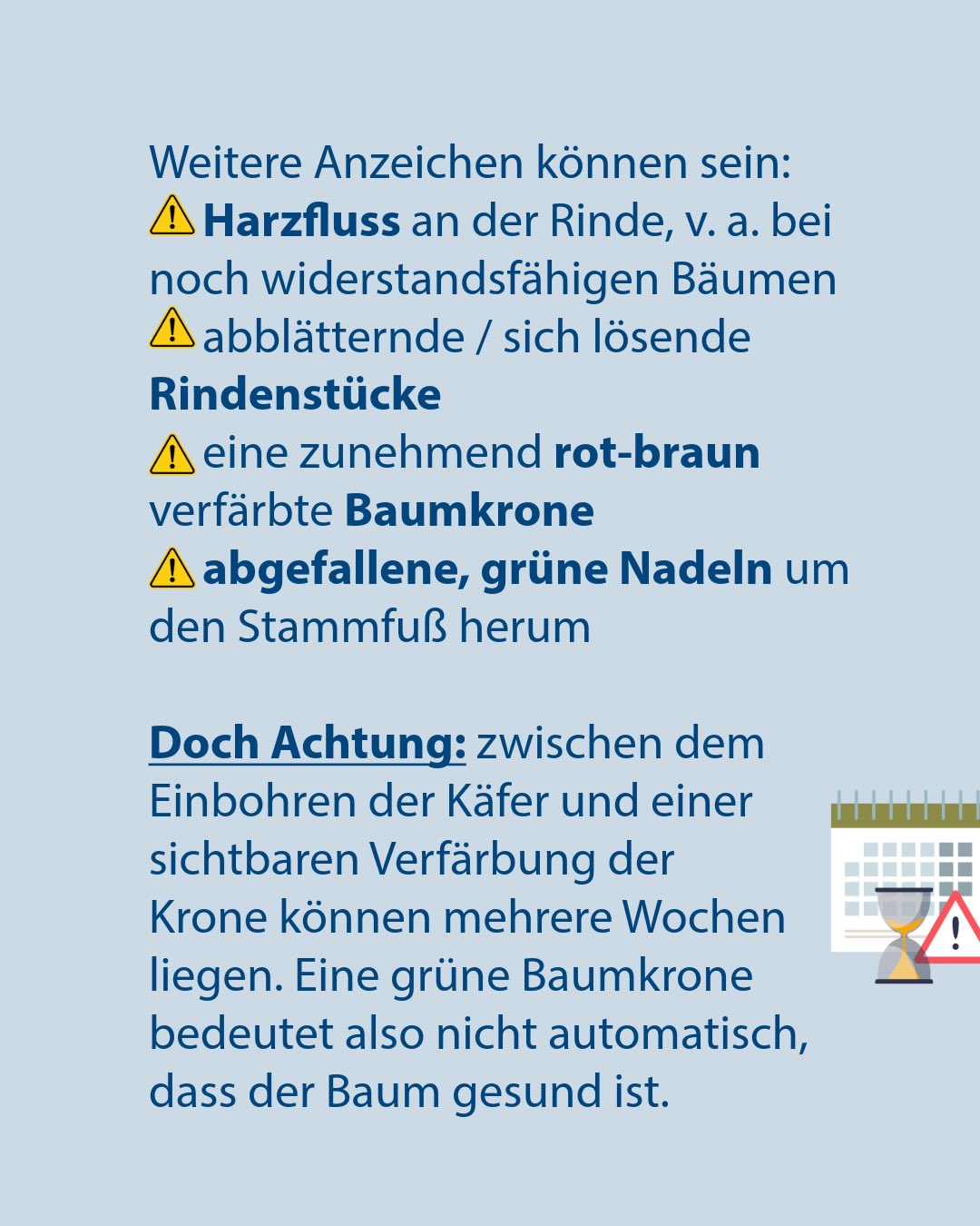 Text auf hellblauem Hintergrund mit der Überschrift „Weitere Anzeichen können sein“. Eine Liste mit gelben Warnsymbolen nennt Harzfluss, abblätternde Rinde, rot-braune Baumkrone und abgefallene grüne Nadeln. Ein Abschnitt „Doch Achtung“ warnt, dass zwischen Käferbefall und sichtbarer Verfärbung Wochen liegen können. Rechts unten symbolisieren ein Kalender und eine Sanduhr die Zeitverzögerung. (KI-Alternativtext)