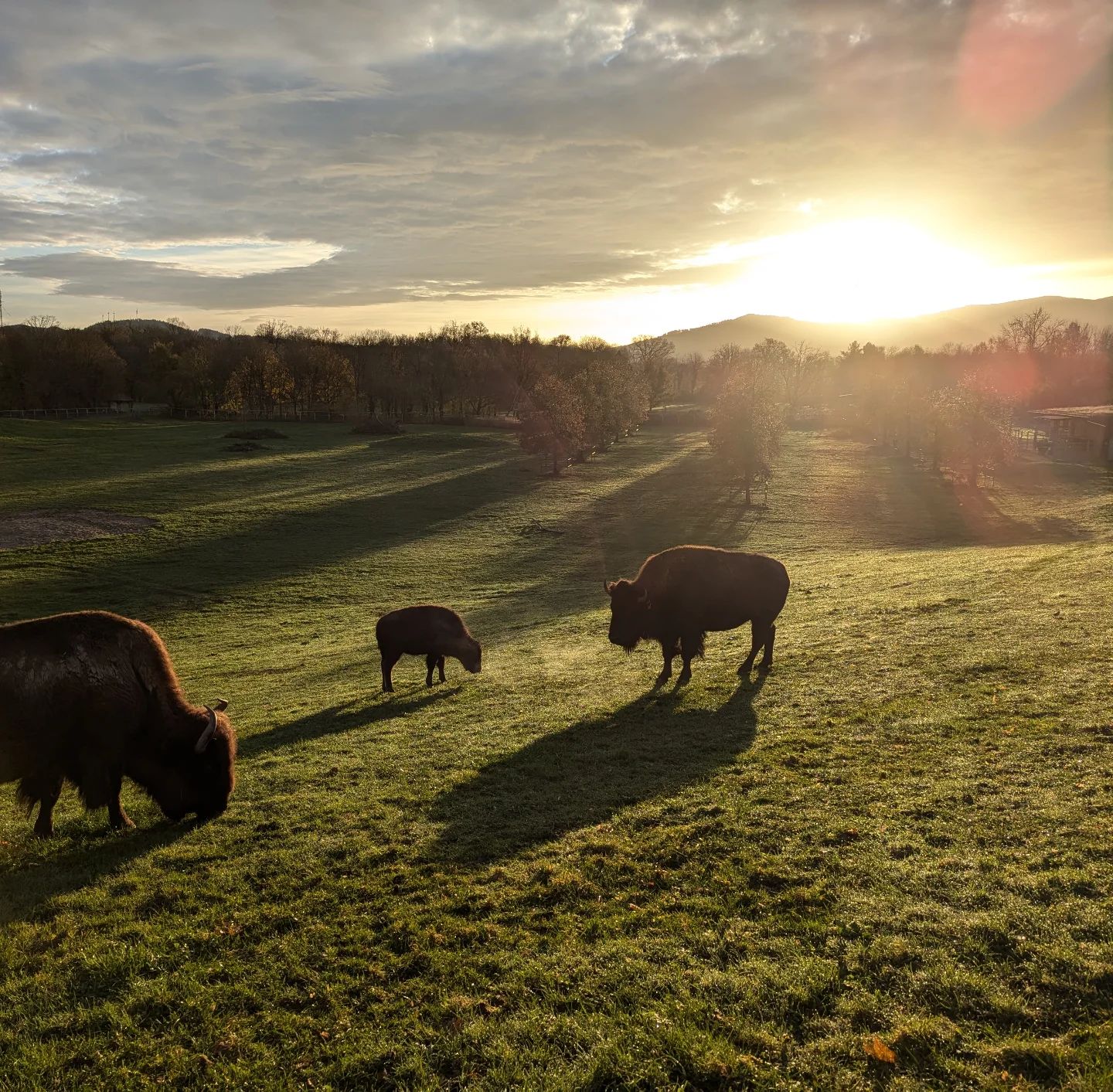 Hier grasen drei große, dunkle Tiere auf einer grünen Wiese bei Sonnenaufgang.  Der Morgennebel liegt noch über dem Feld.
