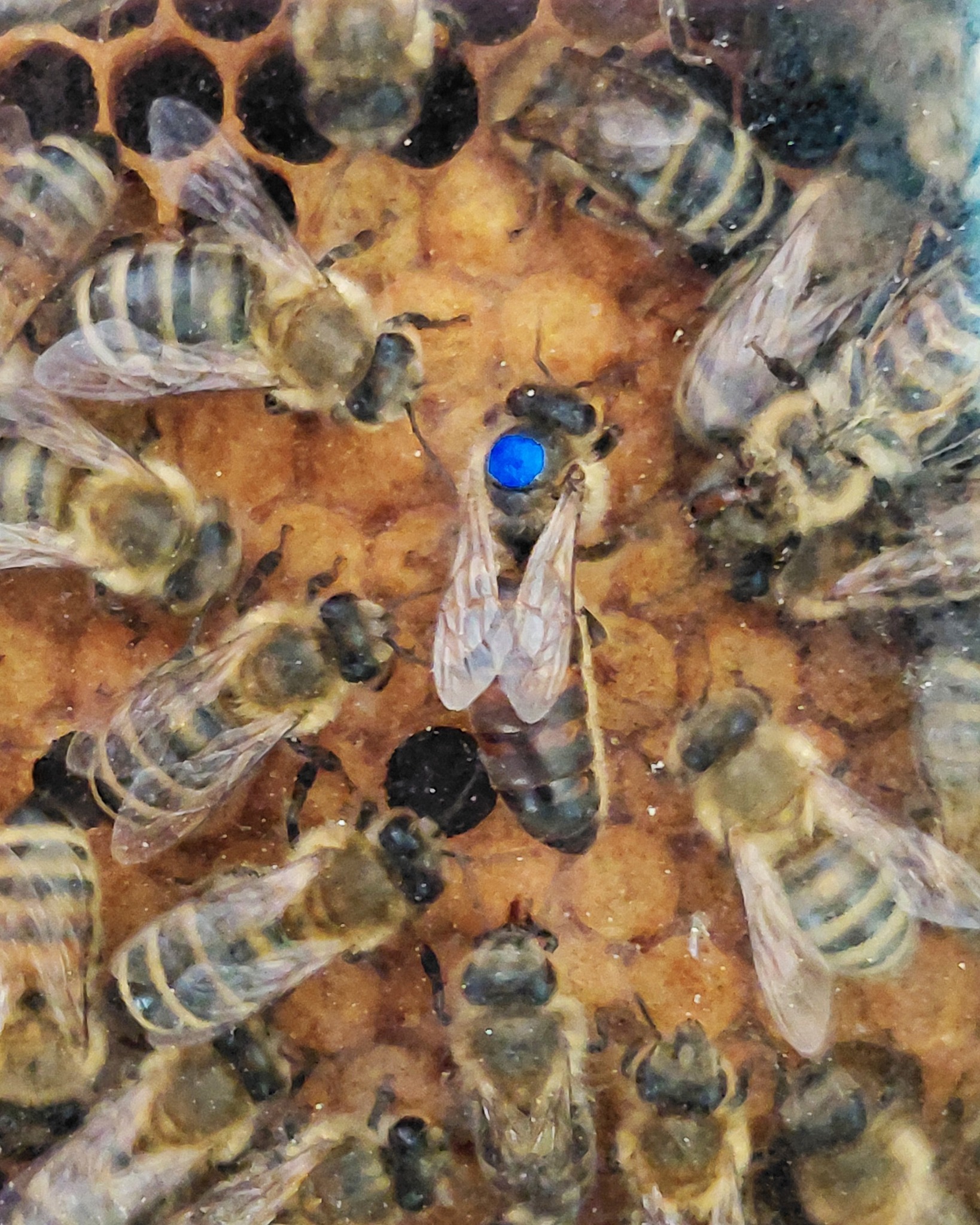 Mehrere Bienen auf einer Wabe, eine davon mit blauer Markierung auf dem Rücken. (KI-Alternativtext)