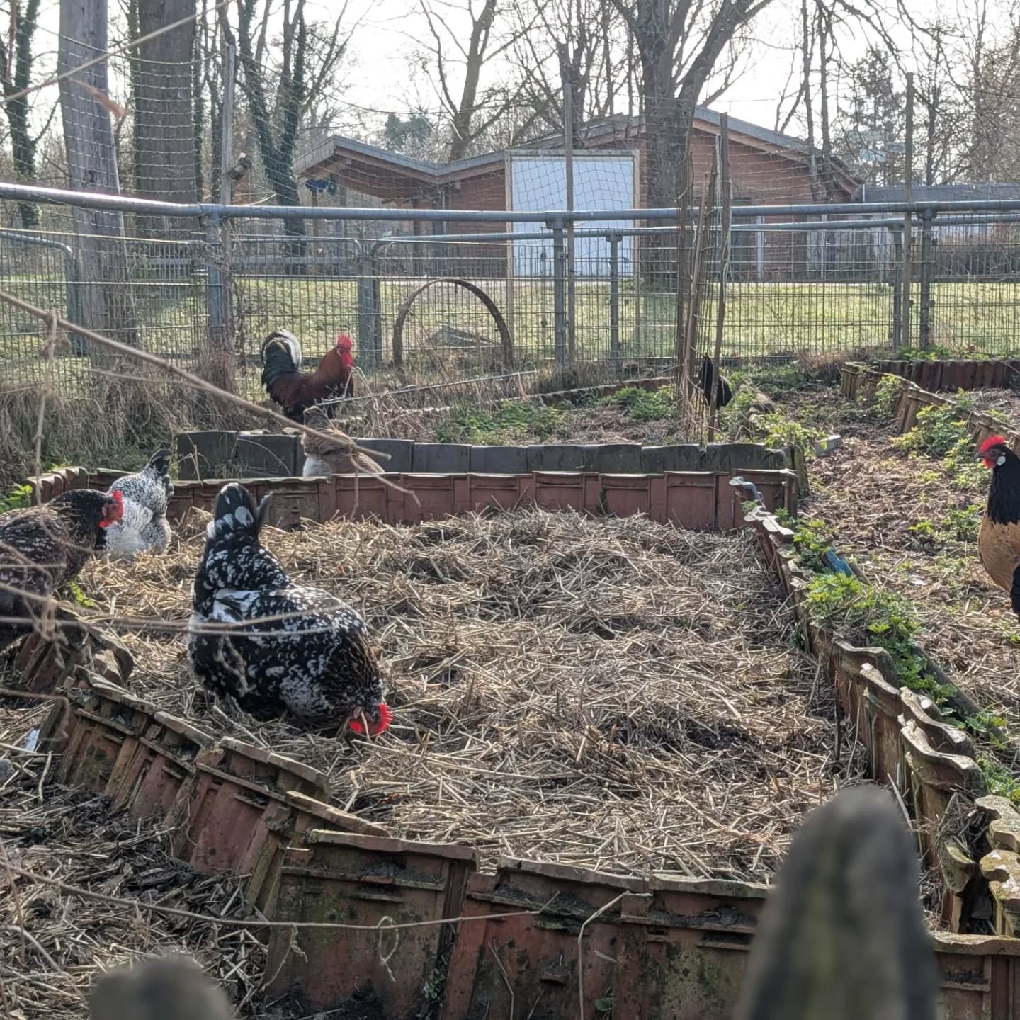 Dieser Alternativtext wurde KI-generiert: Ein Garten mit einem Zaun, in dem sich mehrere Vögel aufhalten. Es gibt Beete und Gebäude im Hintergrund.