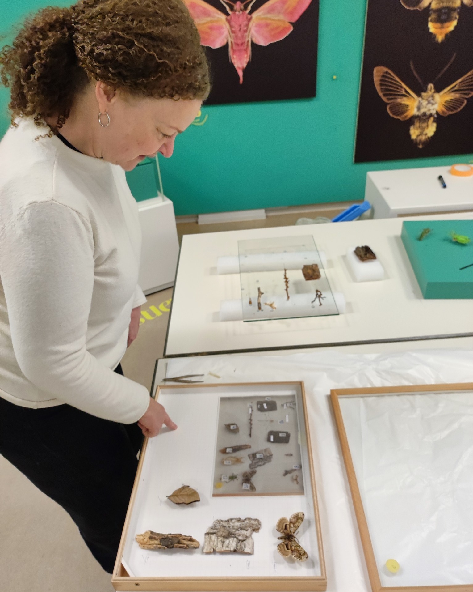 Dieser Alternativtext wurde KI-generiert: Eine Person betrachtet Gegenstände in einer flachen Schachtel, während sie in einem Raum mit Bildern von Insekten steht. Es sind weitere flache Schachteln und eine Tischplatte im Bild zu sehen.