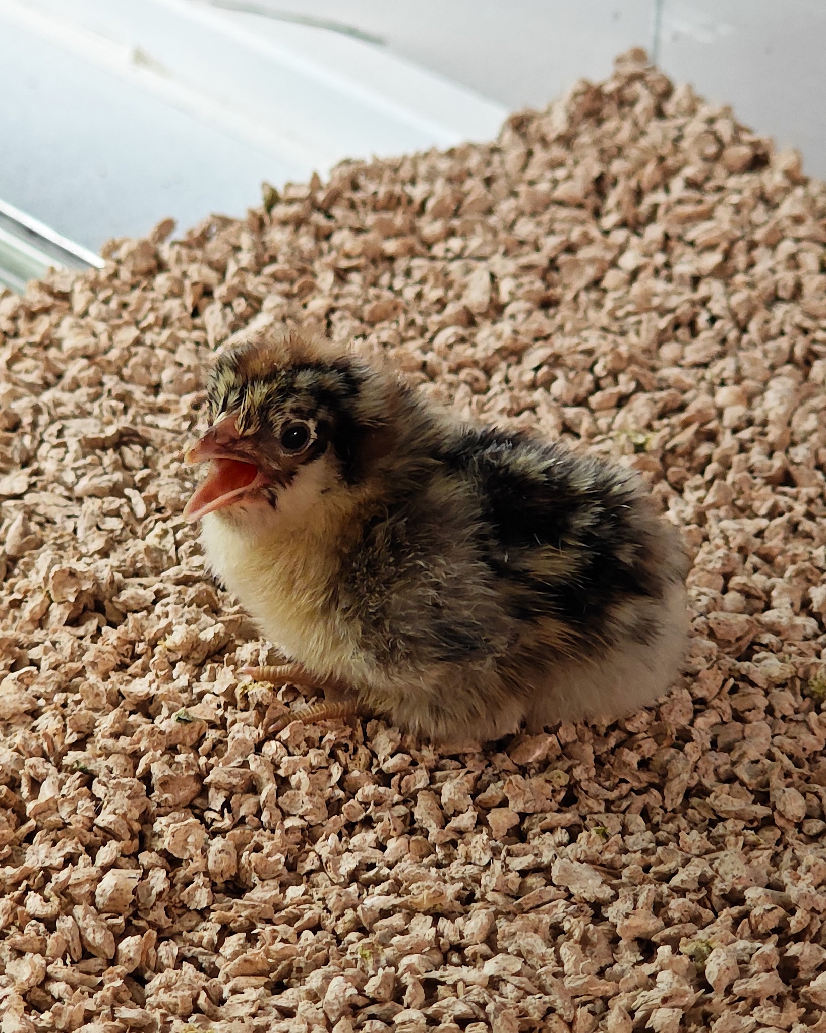Dieser Alternativtext wurde KI-generiert: Ein kleines Küken sitzt auf einer großen Menge Streu. Das Bild ist farbig und zeigt das Tier in Nahaufnahme.