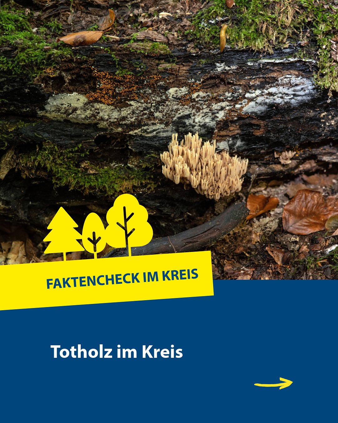 Dieser Alternativtext wurde KI-generiert: Ein Foto zeigt Totholz im Wald mit Pilzen. Darunter befindet sich ein gelber Streifen mit Text und ein dunklerer blauer Bereich mit weiterer Schrift.