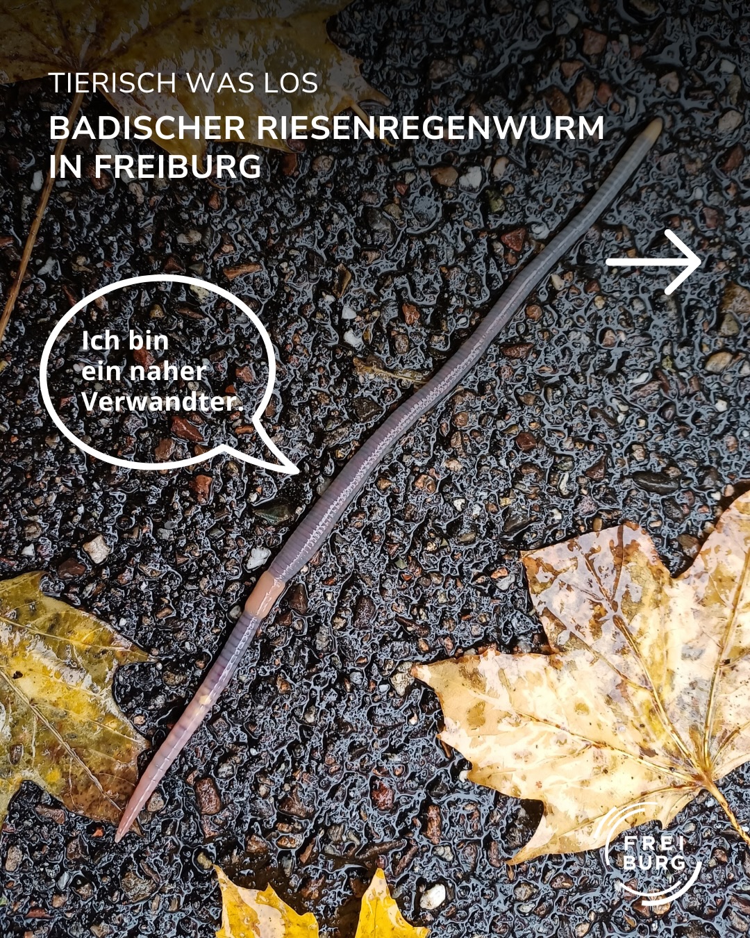 Dieser Alternativtext wurde KI-generiert: Ein dunkles Foto zeigt einen langen, dunklen Wurm auf einem feuchten Untergrund mit Blättern. Ein Pfeil und eine Textblase weisen auf das Lebewesen hin.