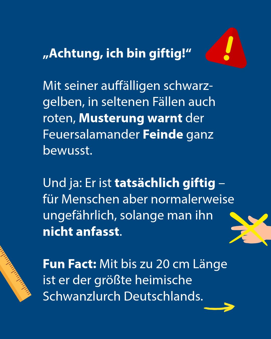 Blauer Hintergrund mit weißem Text über den giftigen Feuersalamander Feinde, dessen schwarz-gelbes Muster vor Gefahr warnt. Ein rotes Warnsymbol mit Ausrufezeichen, eine gelbe Hand mit Kreuz und ein Lineal ergänzen die Information, dass er für Menschen ungefährlich ist, wenn man ihn nicht anfasst, und bis zu 20 cm lang werden kann. (KI-Alternativtext)