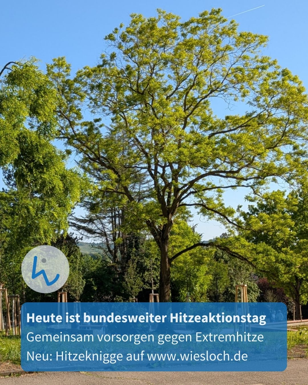 Ein großer Baum mit grünen Blättern vor blauem Himmel. Ein blauer Textfeld-Overlay informiert über den bundesweiten Hitzeaktionstag, gemeinsames Vorsorgen gegen Extremhitze und verweist auf Hitzeknigge unter www.wiesloch.de. Links oben ein Logo mit stilisiertem „h“. (KI-Alternativtext)