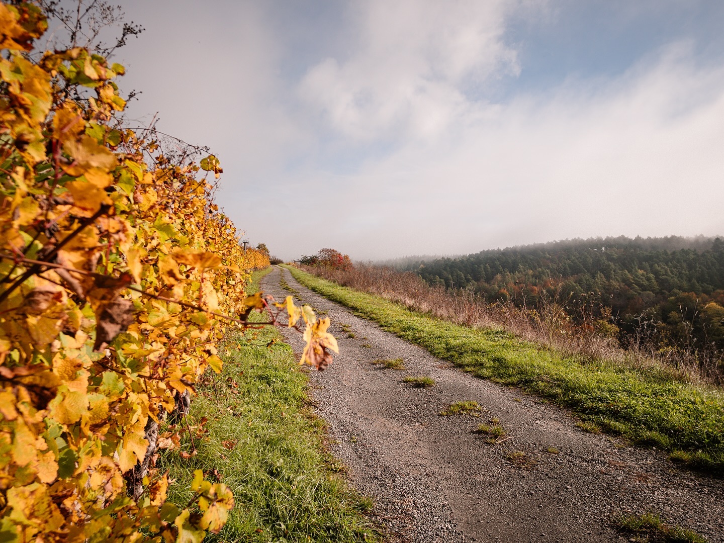 Ein unbefestigter Weg schlängelt sich durch eine herbstliche Landschaft mit goldgelben Weinreben und einem bewaldeten Hügel im Hintergrund.