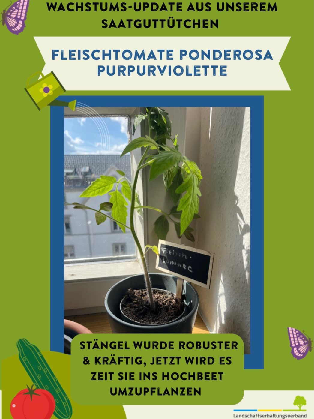 Wachstums-Update einer Fleischtomate Ponderosa Purpurviolette im Topf auf einem Fensterbrett; der Stängel ist robust und kräftig, sie wird nun ins Hochbeet umgepflanzt. (KI-Alternativtext)