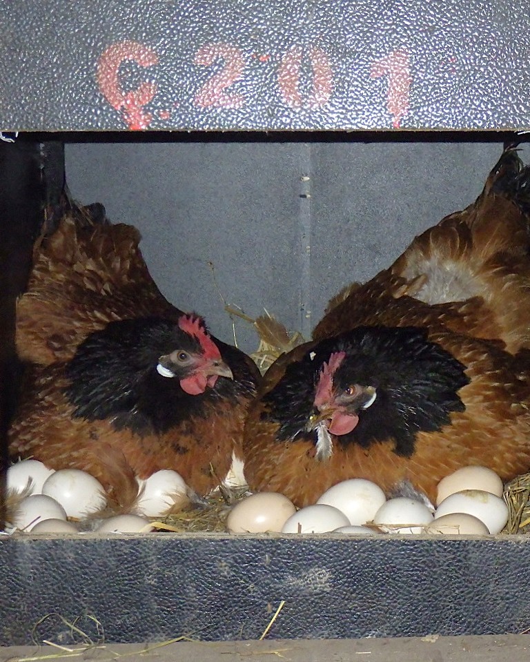 Dieser Alternativtext wurde KI-generiert: Mehrere Hühner stehen in einem Stall; vor ihnen befinden sich Eier im Stroh. Das Bild ist in einem dunkleren Farbton gehalten.