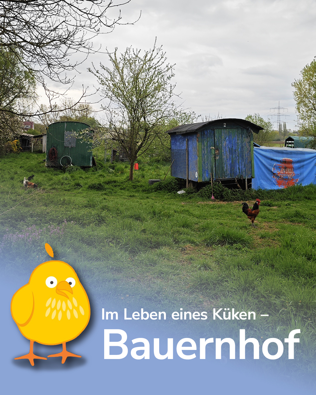 Dieser Alternativtext wurde KI-generiert: Ein Feld mit Gras, einigen Gebäuden und Bäumen unter einem bewölkten Himmel. Im Vordergrund sind verschiedene Tiere zu sehen.