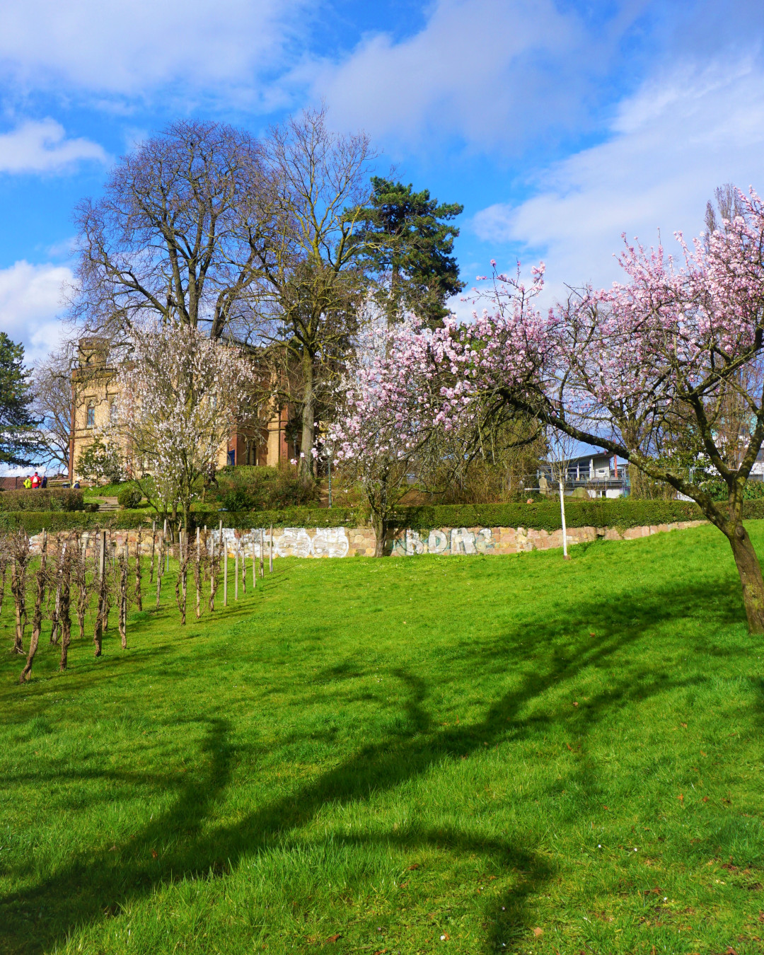 Ein Gebäude mit blühenden Bäumen und einem Weinberg im Vordergrund.  Sonniger Frühlingstag.