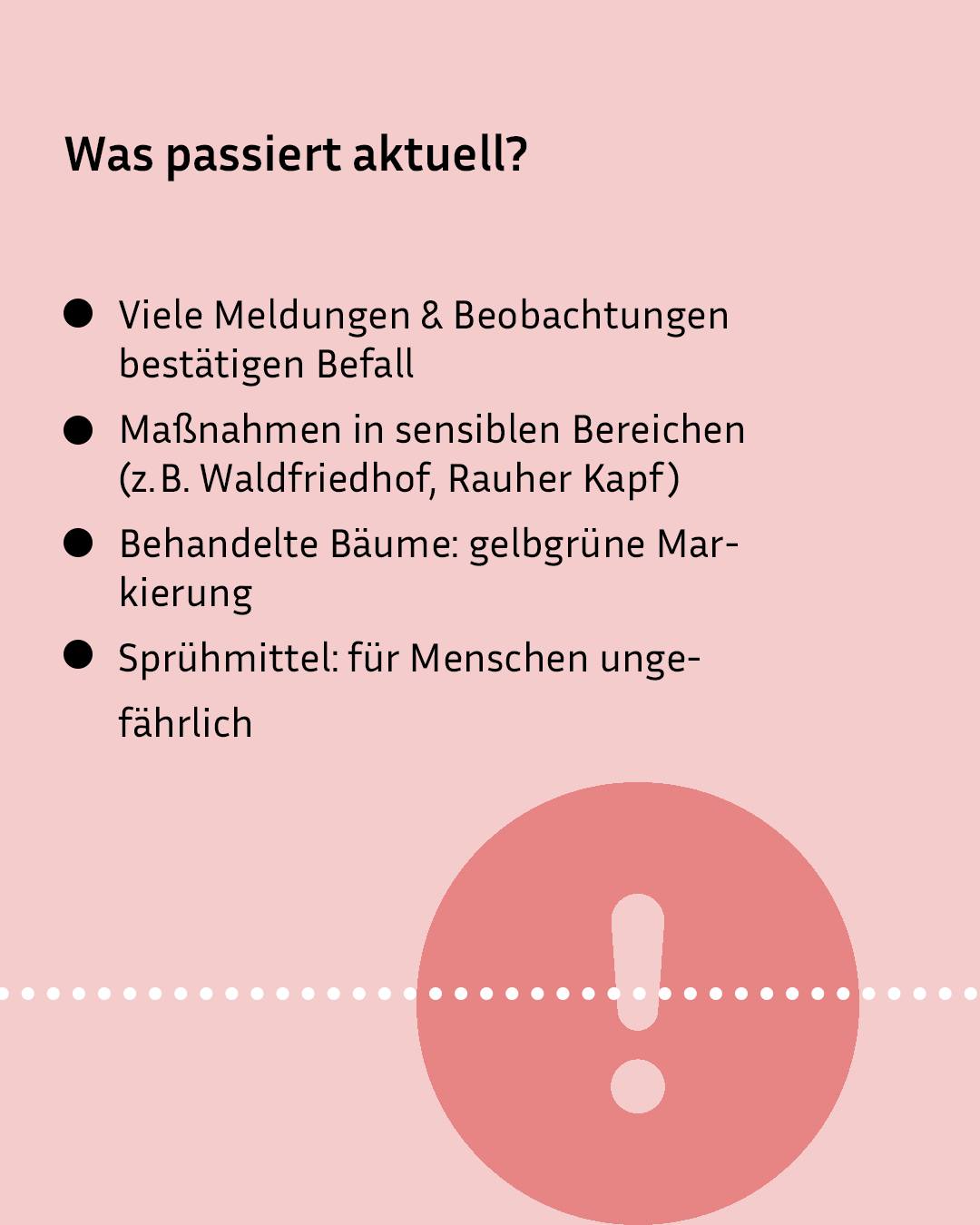 Auf rosa Hintergrund Überschrift „Was passiert aktuell?“ mit vier Aufzählungspunkten zu Meldungen, Maßnahmen in sensiblen Bereichen, markierten Bäumen und Sprühmittel. Unten rechts roter Kreis mit weißem Ausrufezeichen. (KI-Alternativtext)