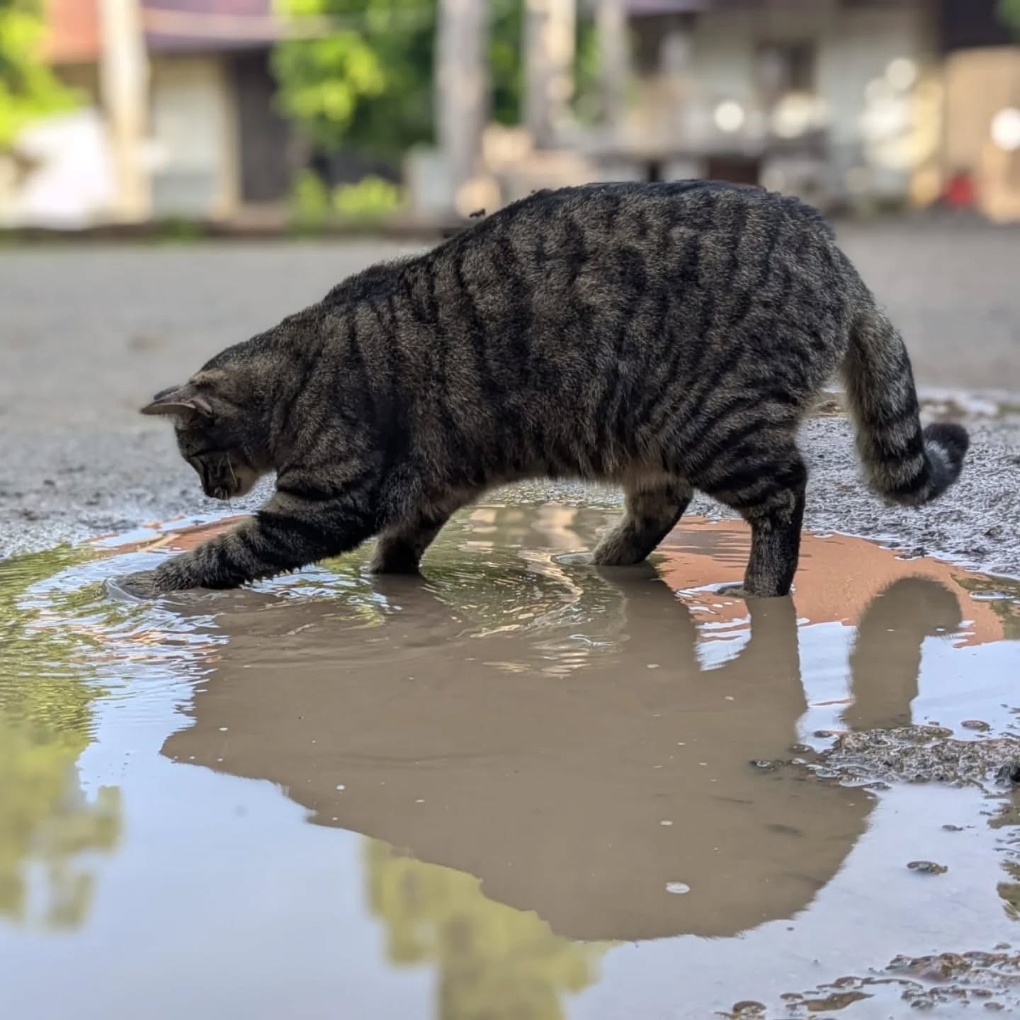 Gestreifte Katze mit ausgestreckter Pfote im Wasser einer Pfütze, Spiegelung im Wasser sichtbar, unscharfer Hintergrund mit Gebäuden und Grün. (KI-Alternativtext)