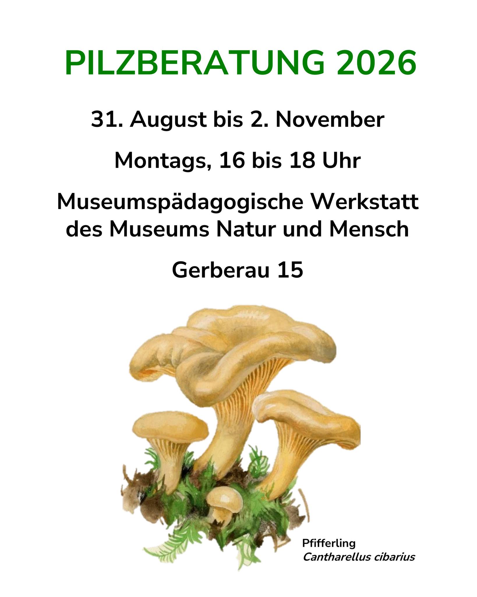 Flyer für die Pilzberatung 2026 vom 31. August bis 2. November. Montags von 16 bis 18 Uhr in der Museumspädagogischen Werkstatt des Museums Natur und Mensch, Gerberau 15. Unten befindet sich eine Illustration von Pfifferlingen mit der Beschriftung „Pfifferling Cantharellus cibarius“. (KI-Alternativtext)