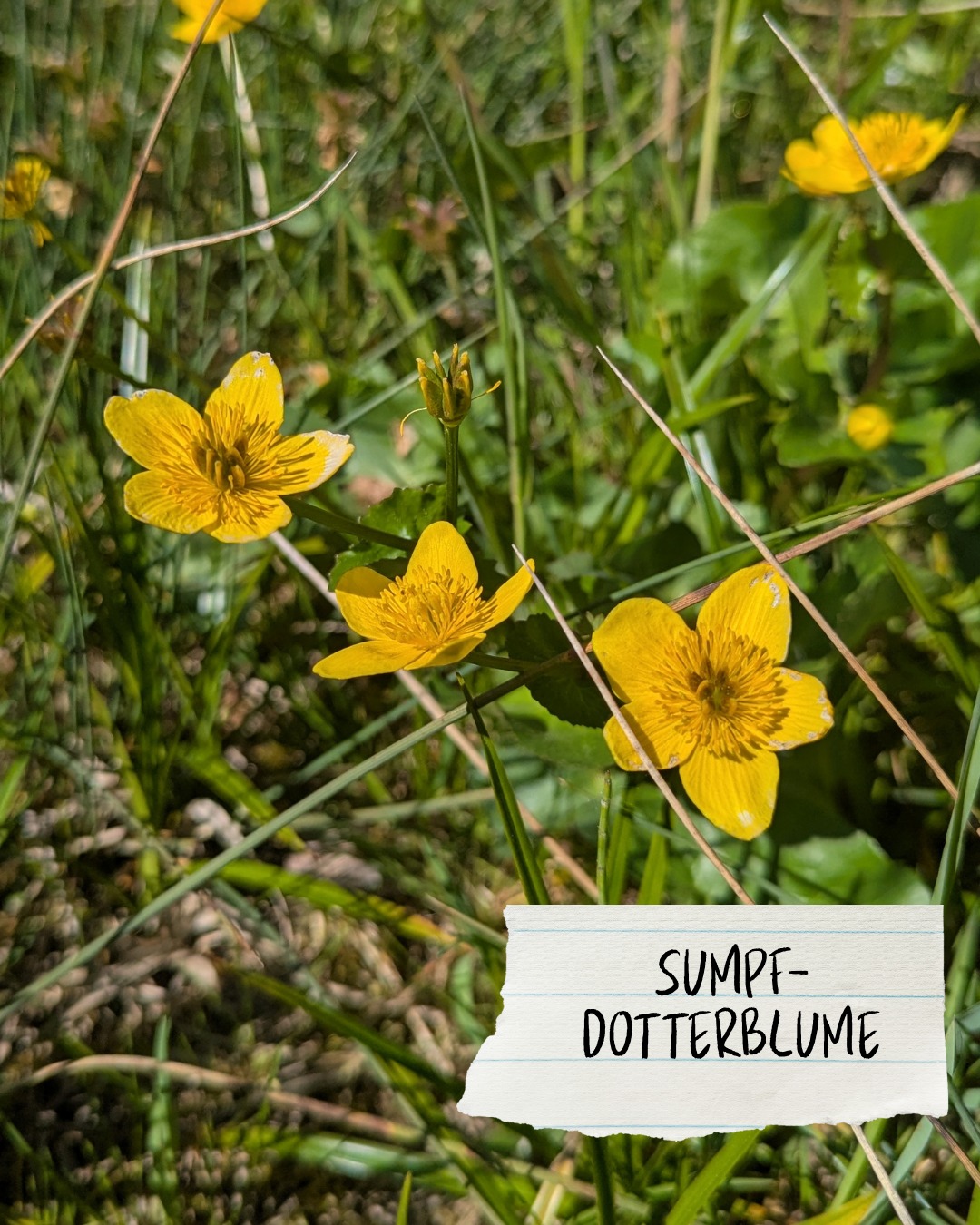 Dieser Alternativtext wurde KI-generiert: Gelbe Blüten wachsen inmitten von grünen Gräsern und Steinen. Das Bild ist farbig und zeigt eine Nahaufnahme der Pflanzen.