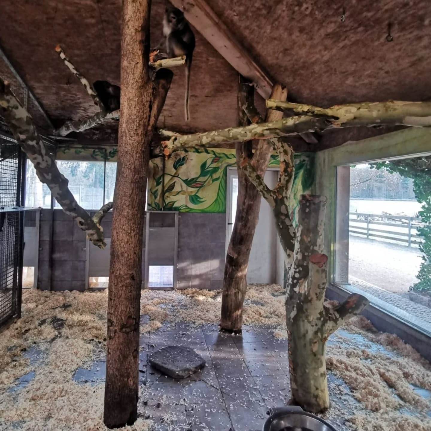 Ein Innengehege mit mehreren Bäumen, auf denen sich Affen befinden. Der Boden ist mit Holzspänen bedeckt.