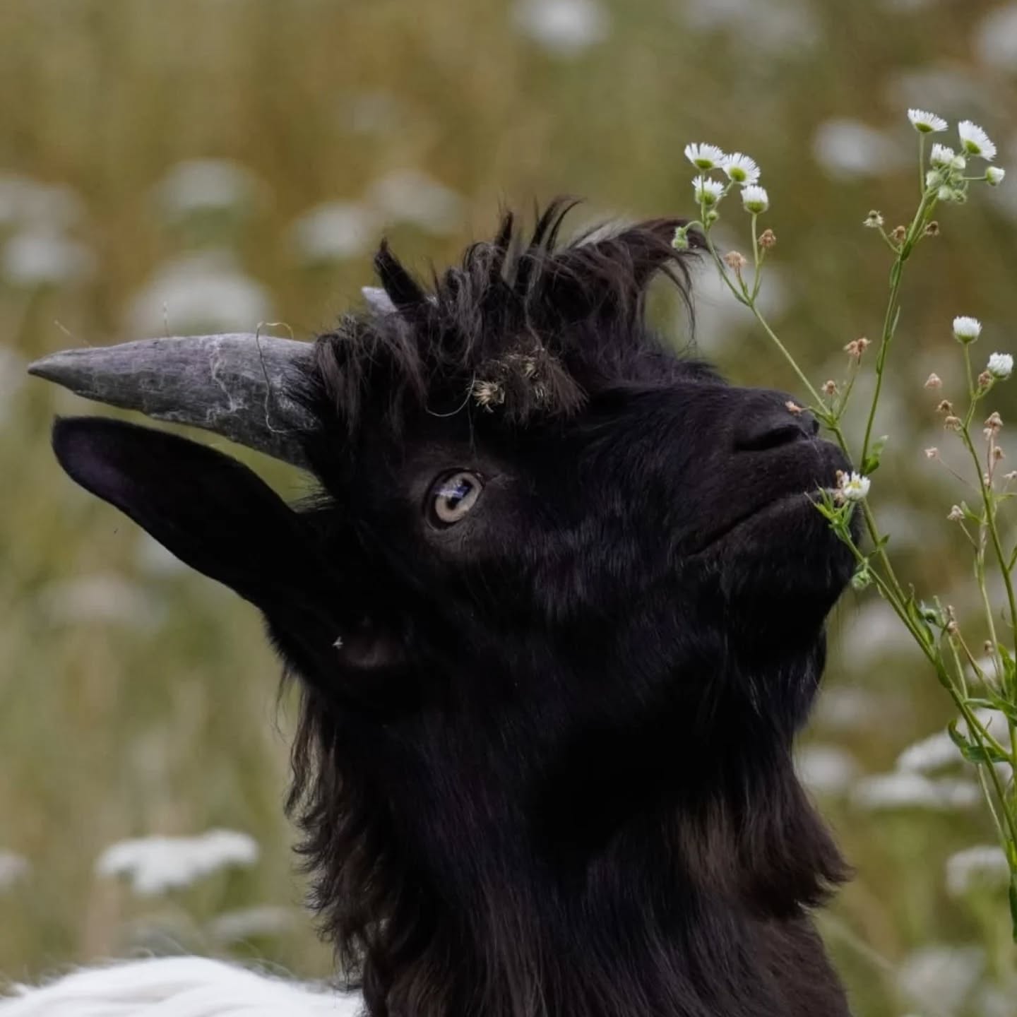 Dieser Alternativtext wurde KI-generiert: Ein schwarzes Tier mit Hörnern frisst Pflanzen auf einer Wiese. Im Hintergrund sind weitere Pflanzen und eine unscharfe Landschaft zu sehen.