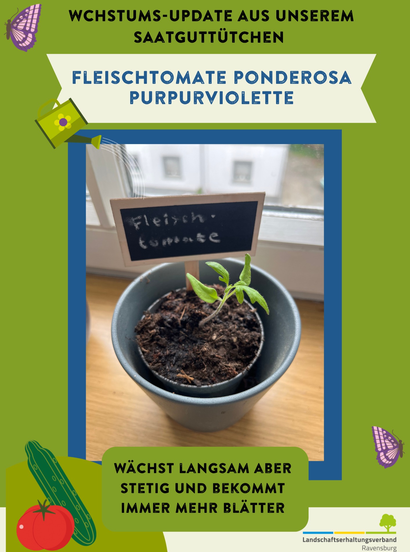 Dieser Alternativtext wurde KI-generiert: Ein Blumentopf mit einer jungen Pflanze steht vor einer verschwommenen Fensterkulisse. Der Topf und ein Schild darüber sind mit der handschriftlichen Bezeichnung “Fleischtomate” versehen.