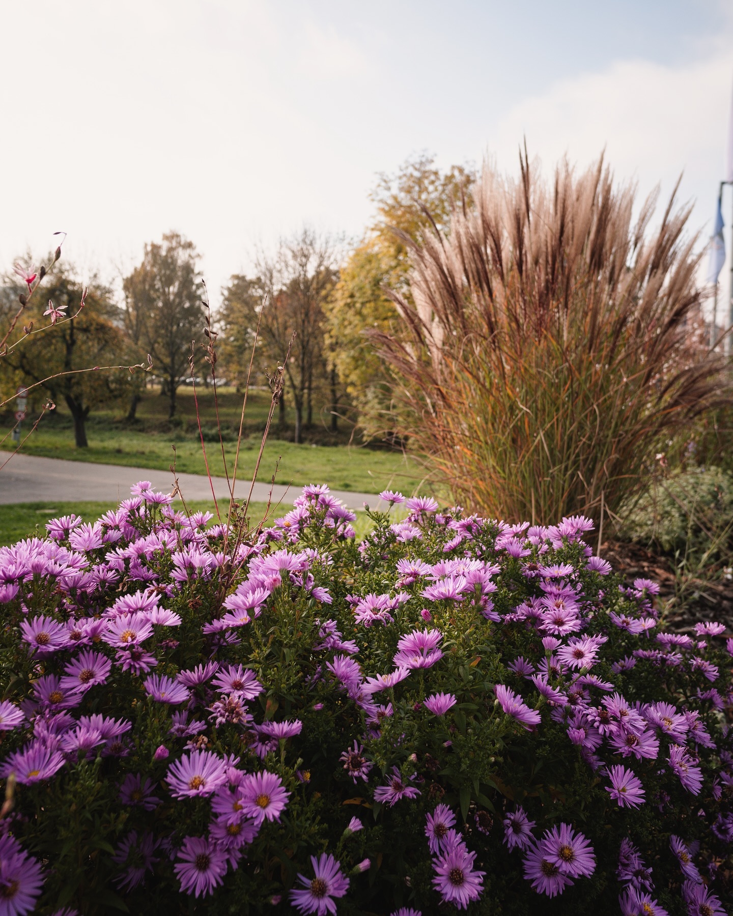 Ein herbstliches Bild zeigt violette Blüten vor hohen Gräsern und Bäumen im Hintergrund. Die Szene ist ruhig und friedlich.