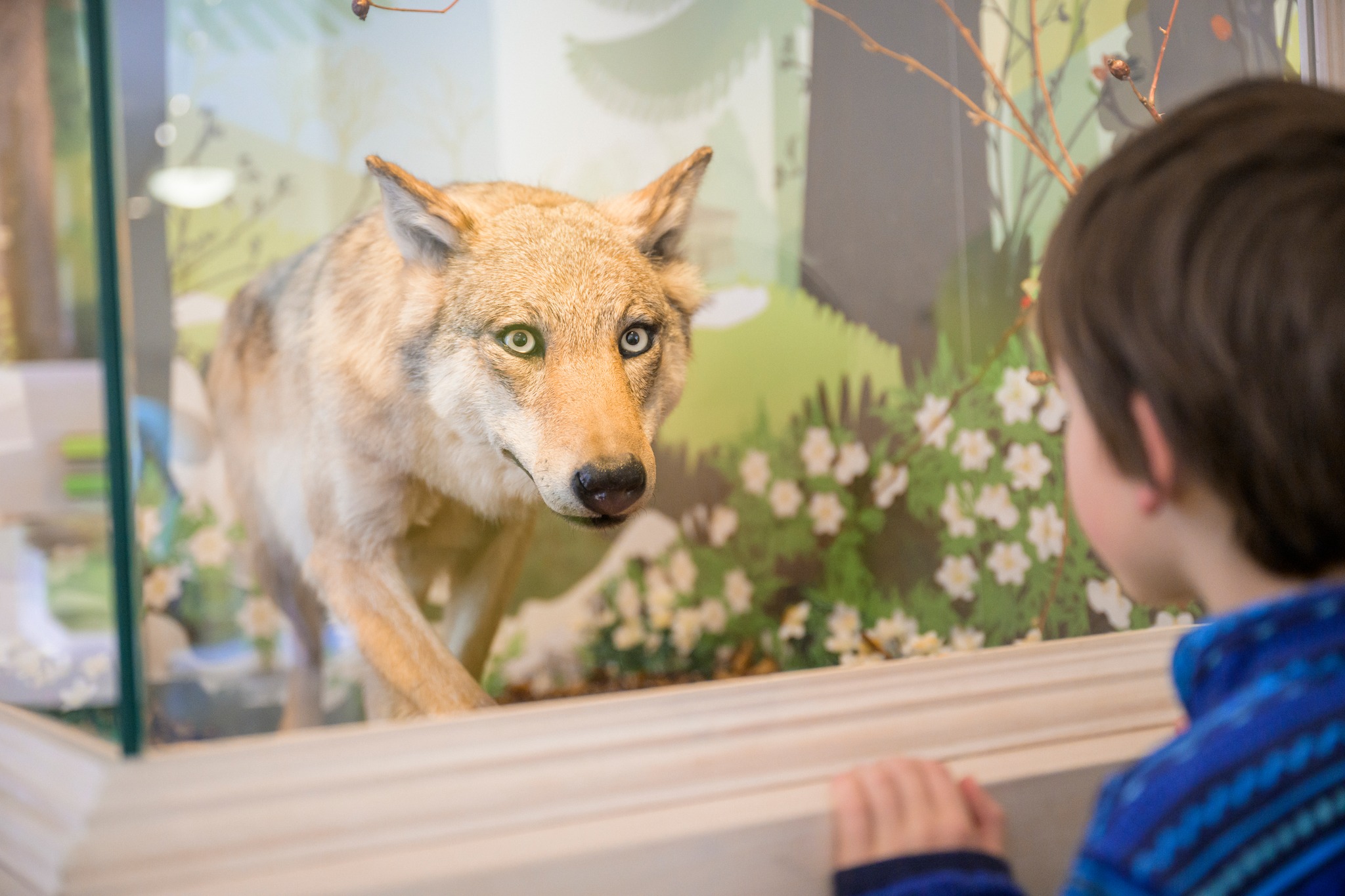 Dieser Alternativtext wurde KI-generiert: Eine Person betrachtet ein präpariertes Tier hinter Glas. Das Tier steht in einer Landschaftsdiorama-Szene.