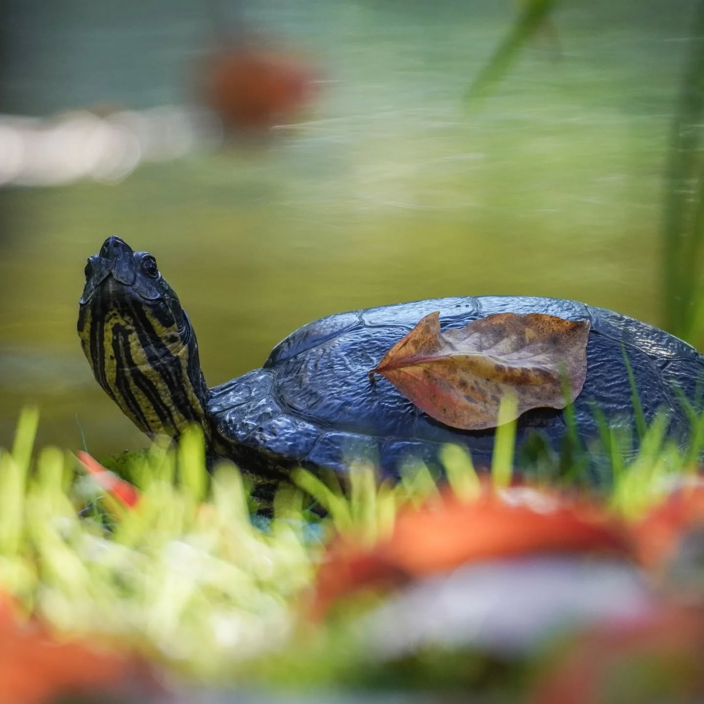 Dieser Alternativtext wurde KI-generiert: Eine Schildkröte ruht auf einem Stück Land, umgeben von Wasser und Pflanzen. Ein einzelnes Blatt liegt auf dem Panzer.