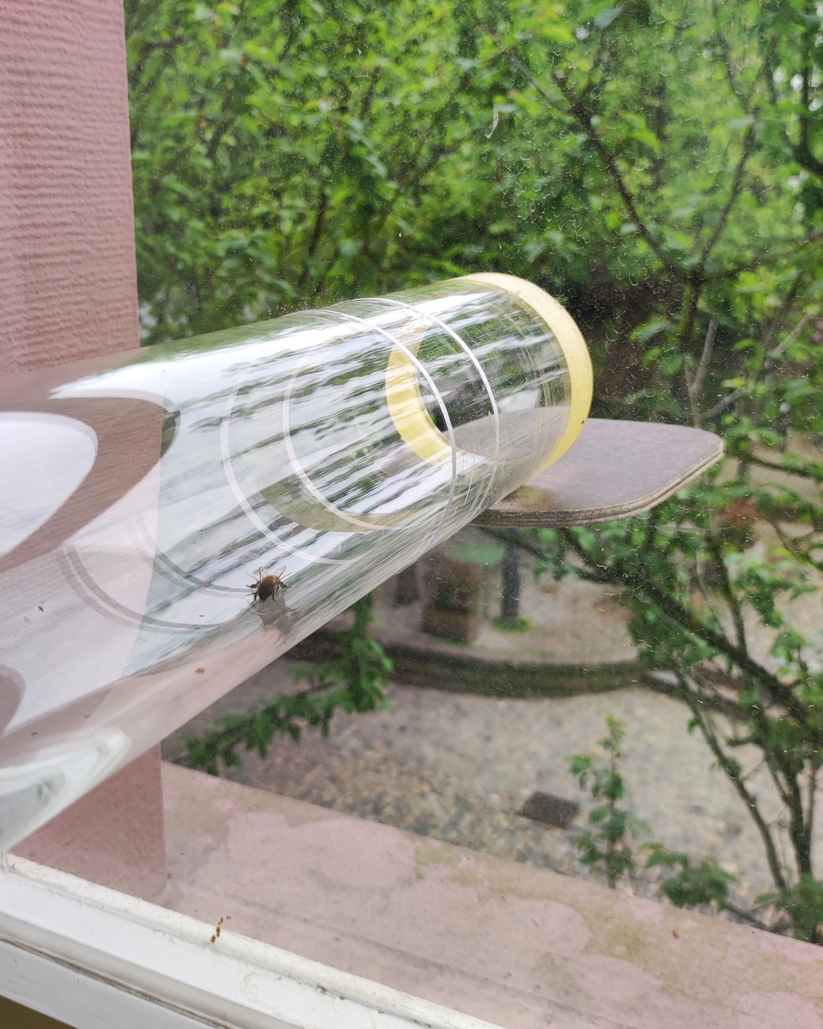 Dieser Alternativtext wurde KI-generiert: Ein Insekt krabbelt an einer transparenten Röhre, die an einer Fensterbank befestigt ist. Im Hintergrund ist grünes Laub und eine Fassade zu sehen.