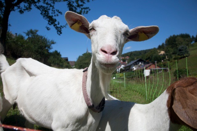 Dieser Alternativtext wurde KI-generiert: Eine weiße Ziege mit gelben Ohrmarken blickt in die Kamera. Im Hintergrund sieht man eine Landschaft mit Häusern und grünen Hügeln.