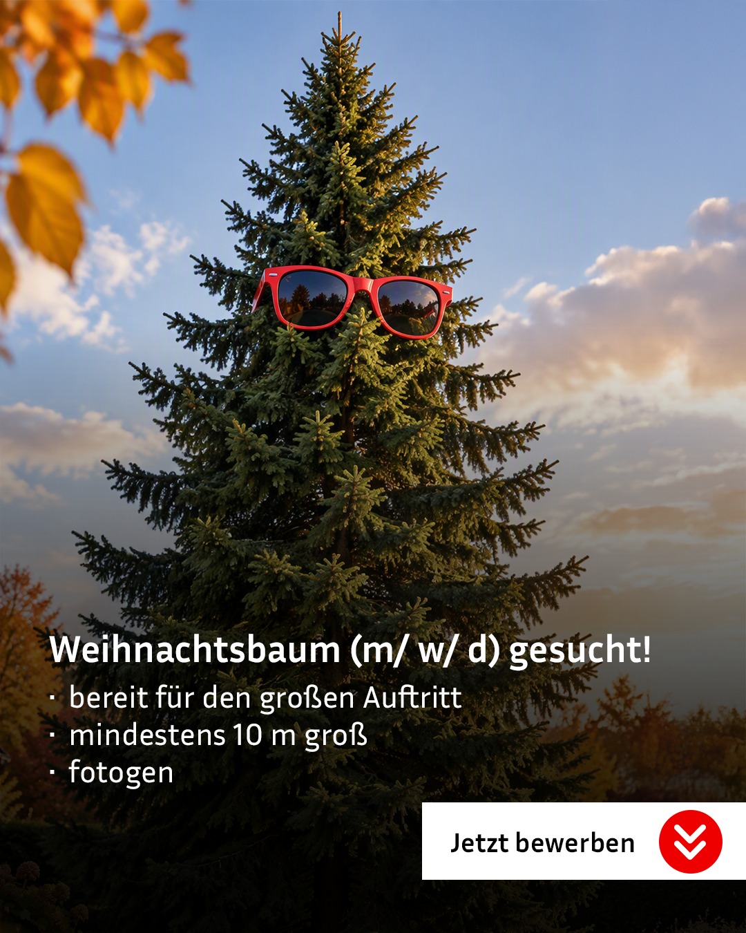 Ein großer Tannenbaum steht vor einem bewölkten Himmel und trägt eine rote Sonnenbrille auf dem Stamm. Darunter steht der Text „Weihnachtsbaum (m/ w/ d) gesucht! • bereit für den großen Auftritt • mindestens 10 m groß • fotogen“. Rechts unten befindet sich ein Button mit der Aufschrift „Jetzt bewerben“ und einem roten Pfeil-Symbol. (KI-Alternativtext)